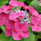1 X HYDRANGEA MACROPHYLLA 'TELLER PINK' SOMMERGRÜNER STRAUCH WINTERHARTE PFLANZE IM TOPF