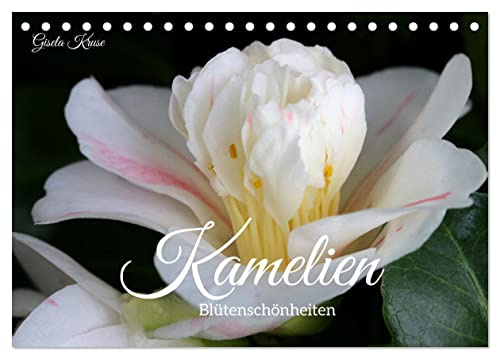 Kamelien - Blütenschönheiten (Tischkalender 2026 DIN A5 quer), CALVENDO Monatskalender: Camellia japonica bezaubert in der kalten Jahreszeit (CALVENDO Natur)