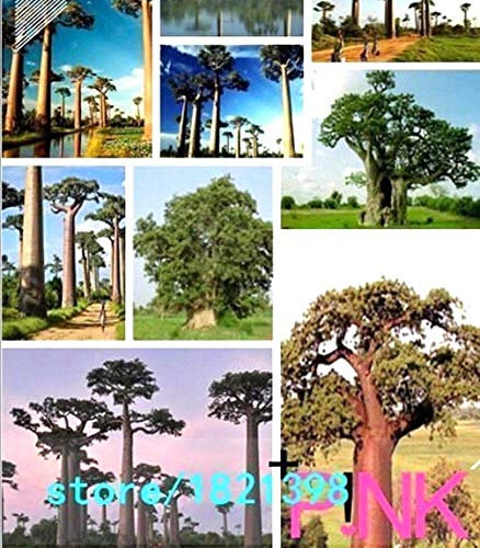 Germinazione I Semi: 100 Adansonia digitata Seeds * * Albero Afano Baobab * indigena