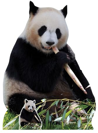Star Cutouts SC4593 Giant Panda Eating Lifesize Cardboard Cutout 124cm – Animal Theme Party Decoration, Birthday Display & Room Décor