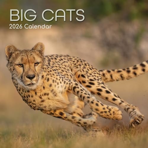 The Gifted Stationary Wandkalender 2026, quadratisch, große Katzen, 16-monatiger Tier-Thema, Hängekalender mit 180 Erinnerungsaufklebern, Monatsplaner für Zuhause oder kreative Räume, 30,5 x 30,5 cm