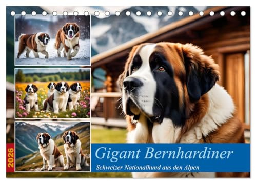 Gigant Bernhardiner (Tischkalender 2026 DIN A5 quer), CALVENDO Monatskalender: Schweizer Nationalhund aus den Alpen (CALVENDO Tiere)
