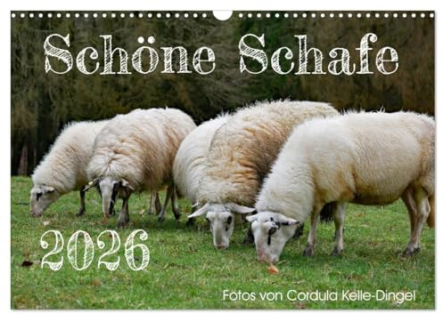Schöne Schafe (Wandkalender 2026 DIN A3 quer), CALVENDO Monatskalender: Alle Schafe sind schön - jedes Tier und jede Rasse hat seine eigene Ausstrahlung (CALVENDO Tiere)