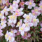 Clematis Montana 'Mayleen' - Waldrebe 50-60 cm Pflanzcontainer