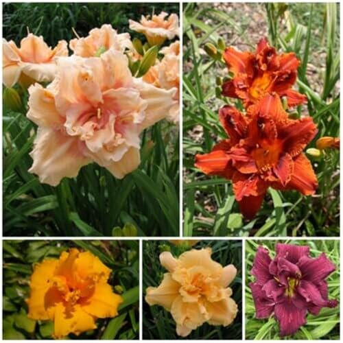 (YGHESFDE) Taglilien Blumenzwiebeln pflanzen,Taglilienknollen knollen winterharte Stauden, Herbstpflanzung, Frühlingsblüher-5zwiebeln-A