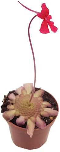 Fangblatt - Pinguicula laueana - rotes Fettkraut - fleischfressende Pflanze im Ø 9 cm Topf - Karnivore für Anfänger