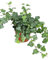 Efeu (Hedera helix), echte Pflanze, als Hängepflanze, Bodendecker oder Zimmerpflanze, pflegeleicht (im 13cm Topf, Sorte: Wonder, grünlaubig)