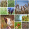 500 Pcs Zwergrohrkolben Typha Samen - Typha Orientalis - Teichpflanzen Herbst Dekoration, Kräutergarten Geschenk Hydrokultur Pflanzen Wasserpflanzen (Typha Latifolia) Dachbegrünung