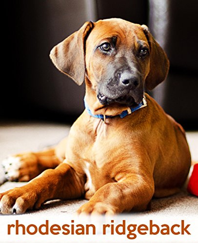 Rhodesian Ridgeback: A Gift Journal for People who Love Dogs: Rhodesian Ridgeback Puppy Edition (So Cute Puppies, Band 18)