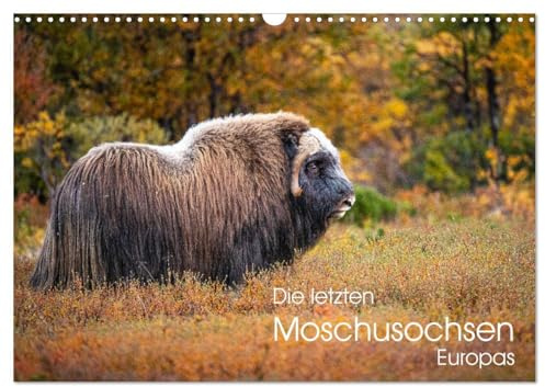 Die letzten Moschusochsen Europas (Wandkalender 2026 DIN A3 quer), CALVENDO Monatskalender: Moschusochsen im norwegischen Dovrefjell Nationalpark (CALVENDO Tiere)