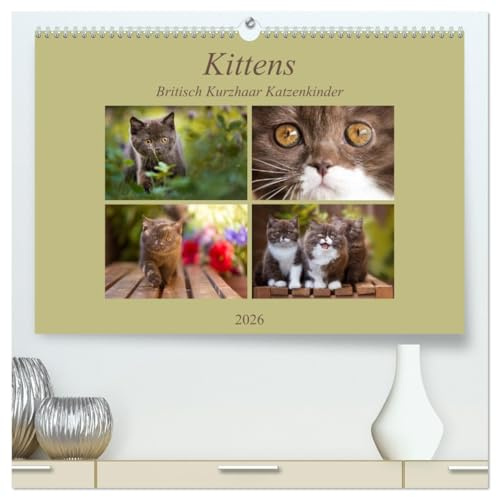 Kittens - Britisch Kurzhaar Katzenkinder (hochwertiger Premium Wandkalender 2026 DIN A2 quer), Kunstdruck in Hochglanz: Mit kleinen Stubentigern durch das Jahr (CALVENDO Tiere)