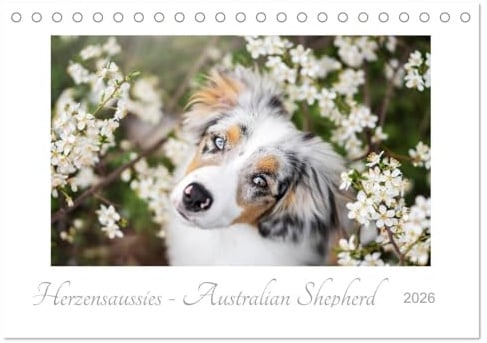 Herzensaussies - Australian Shepherd (Tischkalender 2026 DIN A5 quer), CALVENDO Monatskalender: Aussies- fotografiert von Madlen Kudla (CALVENDO Tiere)