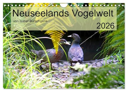 Neuseelands Vogelwelt (Wandkalender 2026 DIN A4 quer), CALVENDO Monatskalender: Eine Reise in die gefiederte Tierwelt am anderen Ende der Erde. (CALVENDO Tiere)