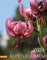 Alpenblumen Kalender 2024: Fiori alpini – Alpine flowers