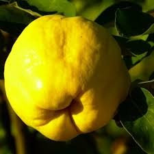 MELO MELA COTOGNA A RADICE NUDA MATURAZIONE OTTOBRE ALBERO ALBERI DI FRUTTA ALBERO FRUTTI A RADICE SCOSSA
