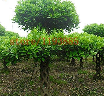 Echt Buchsbaum Bonsai Samen Insektenschutz Buchsbaum Bonsai Pflanzen Absorbieren Formaldehyd BONSAI samen für DIY garten