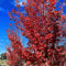150 pcs Japanischer Ahorn Baum Samen, baum samen, baumsamen Ahorn Samen, bio saatgut, samen zimmerpflanzen winterharte pflanzen für garten immergrüne pflanzen winterhart winterharte