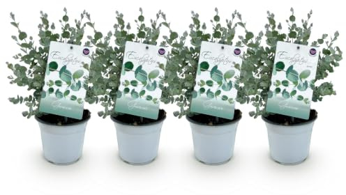 GreenboutiQ - Terrassenpflanze - Eukalyptusbaum - Eukalyptus gunnii - Grau - 4 Pflanzen - Winterhart - Topf 14cm Höhe 30cm