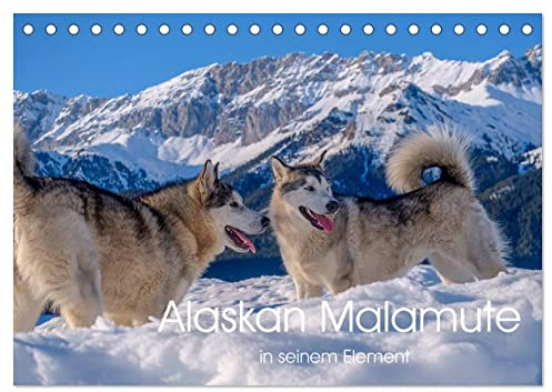 Alaskan Malamute in seinem Element (Tischkalender 2026 DIN A5 quer), CALVENDO Monatskalender: Majestätische Hunde des Hohen Nordens (CALVENDO Tiere)