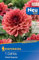 Kiepenkerl Dekorative Dahlie Orient Express 721586 - Mehrjährige dunkellaubige Blumen mit orangeroten Blüten - Blumenzwiebeln, Dahlien Knollen, Pflanzen