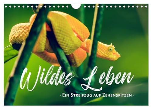 Wildes Leben - Ein Streifzug auf Zehenspitzen (Wandkalender 2026 DIN A4 quer), CALVENDO Monatskalender: Geduldig, achtsam und mit Vorsicht dringen wir in das Reich der Tiere ein. (CALVENDO Tiere)