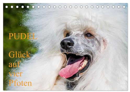 Pudel - Glück auf vier Pfoten (Tischkalender 2026 DIN A5 quer), CALVENDO Monatskalender: Auf 13 traumhaft schönen Fotos zeigt die Tierfotografin ... diese alte schöne Hunderasse (CALVENDO Tiere)