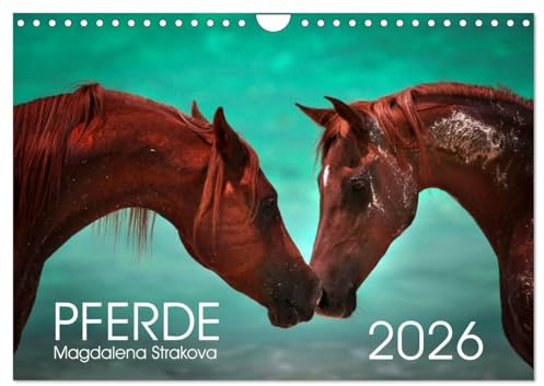 Pferde - Magdalena Strakova (Wandkalender 2026 DIN A4 quer), CALVENDO Monatskalender: Ein Kalender für jeden Pferdeliebhaber! (CALVENDO Tiere)
