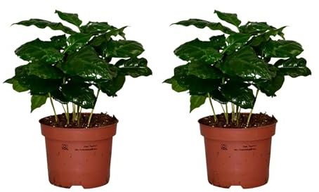 ZynesFlora Lot de 2 Coffea Arabica Plante Caféier en pot de fleurs Ø 12 cm - Hauteur : 25 cm - Plante verte plante d'intérieur
