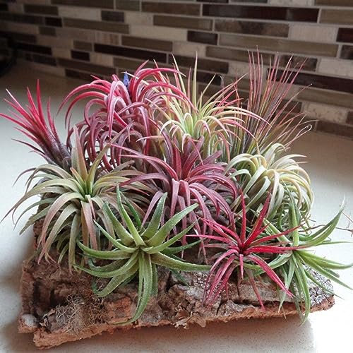 PERZOE 100 Pcs Tillandsia Air Graines De Mousse Espagnole, Plante Rare Jardin Bonsaï Décor À La Maison 100pcs graines de mousse espagnole Air