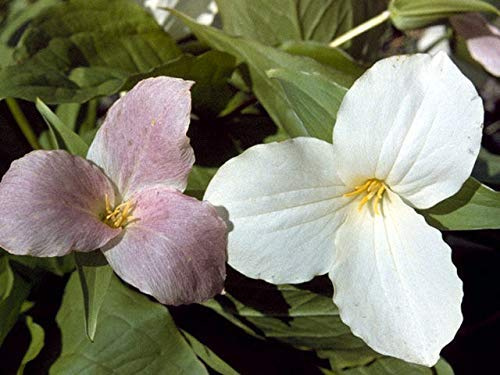 Camomilla romana Chamaemelum Nobile - 500 semi