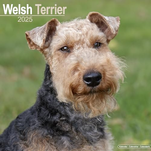 Welsh Terrier 2025 – 16-Monatskalender: Original Avonside-Kalender [Mehrsprachig] [Kalender] (Wall-Kalender)