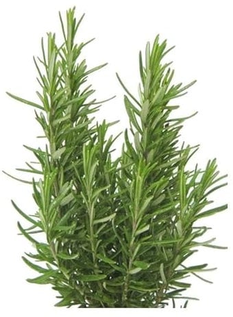 Semillas Planta Aromática Romero para Hacer Crecer Plantas para Cocinar en Casa