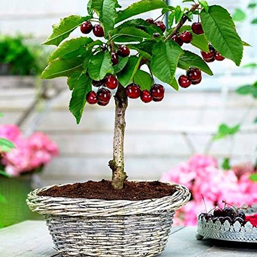 Haloppe 50 Pz Frutta Semi di Bonsai per la Piantagione del Giardino di Casa, Delizioso Arancia Griggles Ciliegia Kiwi Semi di Frutta Albero Bonsai Ornamentale Ciliegia