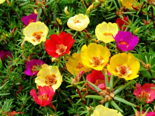 Fresh seeds - Moss Rose mix - Portulaca Grandiflora - 2000 seeds - Flower alpine