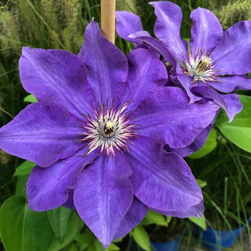 Clematis 'The President', 2er-Set, blau, Höhe 60-80 cm, Topf 2 Liter