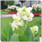 Canna zwiebeln,blumenzwiebeln mehrjährig winterhart,canna knollen,canna pflanze knolle,winterharte pflanzen für garten,Zierpflanzen,tropischer Stil.-1zwiebeln-White