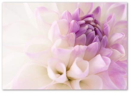Tulup Glas-Bild Wandbild aus Glas - Wandkunst - Wandbild hinter gehärtetem Sicherheitsglas - Dekorative Wand für Küche & Wohnzimmer 100x70 - Blumen & Pflanzen - Weiße Dahlie - Lila