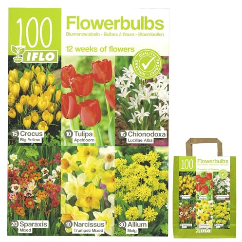 Blumenzwiebeln in Geschenkverpackung - Zwiebeln winterhart, Frühblüher Knollen Steckzwiebeln Pflanzen für Garten und Balkon - bunt, mehrjährig, für Topf und Beet (100 Blumenzwiebel Mix orange)