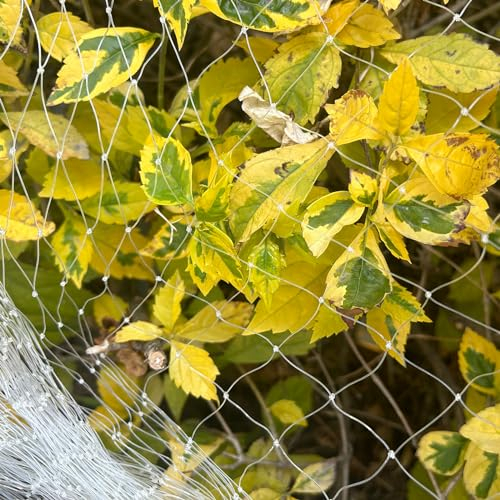 LINSOCLE Filet Anti Oiseaux Blanc, Filet Protection Oiseaux, Filet Voliere Poulailler, Filet de Protection Chat Anti Pigeon Convient pour Protéger Balcons Arbre Fruitier Jardins (3m X 10m)