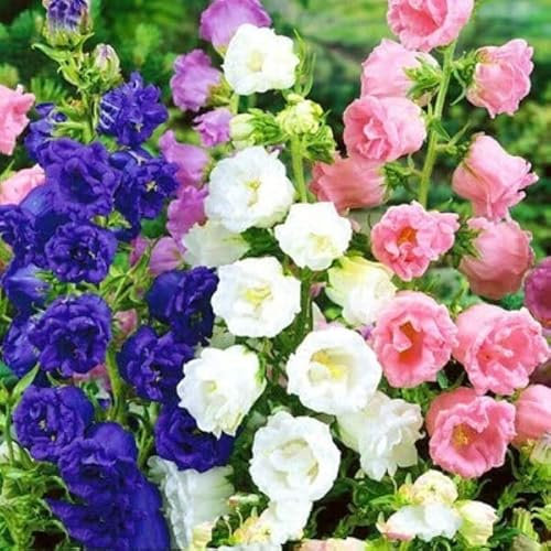 Buy4seeds 800 Seeds Canterbury Bells Double Mix Campanula Medium - Biennial Flower