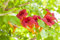 Campsis radicans 'Flava' 40–60 cm – Winterhart, Mehrjährig, Pflegeleicht – Gelbe Trompetenblume – Kletterpflanze für Pergola & Rankhilfe