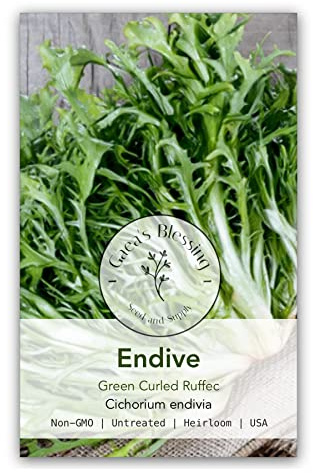 Gaeas Blessing Seeds - Endive Seeds - Green Curled Ruffec Non-GMO Seeds with Easy to Follow Planting Instructions - Heirloom 90% Germination Rate