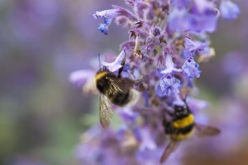 Nepeta Cataria - Semi di erba da gatto - Menta per gatti - Fiore mellifero e medicinale - Confezione da 0,3 grammi - Semi di stile