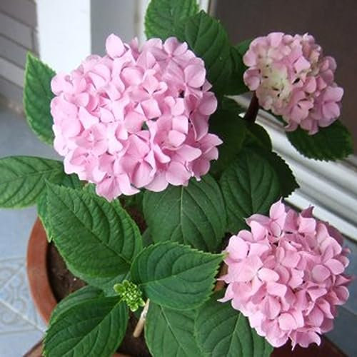 kiskick 20 piezas semillas de hortensia planta de flores adorno de oficina en casa maceta de jardín decoración de bonsái semillas de alto rendimiento para cultivo Rosado Semillas de Hortensia