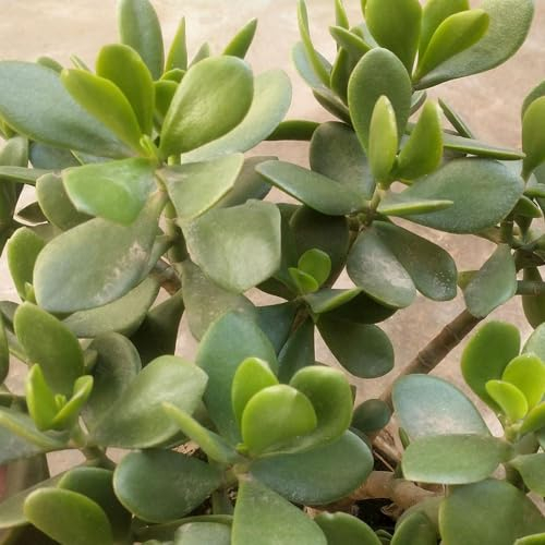 80 pcs geldbaum zimmerpflanze samen, bienenwiese saatgut mehrjährig winterhart, pflanzensamen, Crassula ovata, sukkulenten echte pflanzen garten blumen winterhart, kletterpflanzen