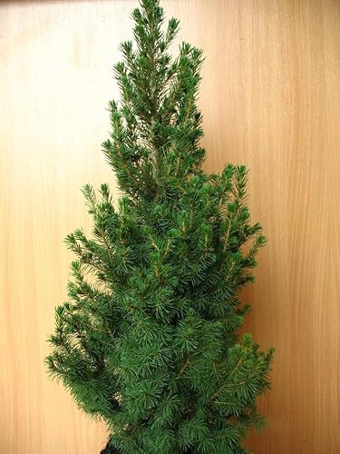 Zuckerhutfichte Picea glauca Conica 50-60 cm hoch 3 L Topf | Winterhart, frosthart & immergrün – pflegeleicht mit kompaktem Wuchs, ideal für Beet & Kübel