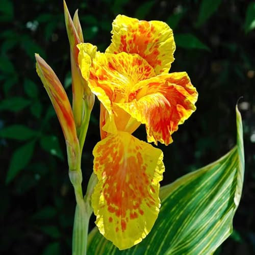 4 pcs canna lily zwiebeln - winterharte stauden blumendeko blumenzwiebel, Canna Lily Zwiebeln, canna knollen kaufen, frühlingsblumen frühlingsblüher zwiebeln, kleines geschenk für