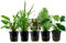 AquaOne Aquarium Pflanzen I 5X Wasserpflanzen I Mittelgrund Aquarienpflanzen I Anubias Cryptocoryne Lobelia Pogostemon Microsorum I Set mit 5 Mittelgrundpflanzen