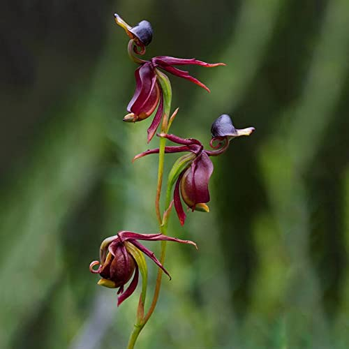 Saterkali Fliegende Ente-Orchideen-Blumensamen, 10 Stück, seltene fliegende Enten-Orchideen-Blumensamen, Topfpflanze, blühende Pflanze, Gartendekoration Flying Duck Orchideensamen