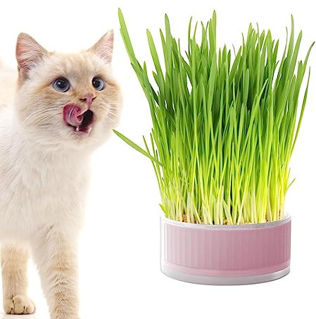 Anloximt Cat Grass Box - Hydroponic Cat Grass Grower - Catnip Planter, Detachable Planting Box, Soil Free Grass Box for Cats, Dogs & Other Pets, Aid Digestion